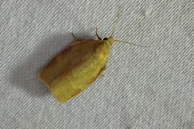 <i>Choristoneura lafauryana</i>