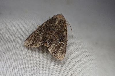 <i>Mesapamea secalella/secalis</i>