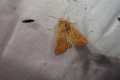 <i>Mythimna albipuncta</i>
