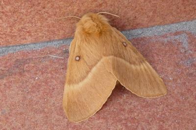 <i>Lasiocampa quercus</i>
