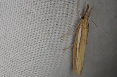 <i>Agriphila tristella</i>
