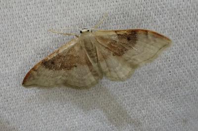 <i>Idaea degeneraria</i>