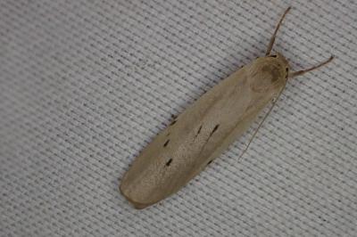 <i>Pelosia muscerda</i>