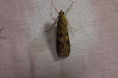 <i>Nomophila noctuella</i>