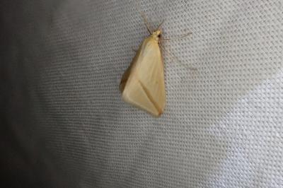 <i>Rhodometra sacraria</i>