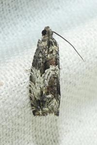 <i>Cydia fagiglandana</i>