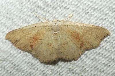 <i>Cyclophora punctaria</i>