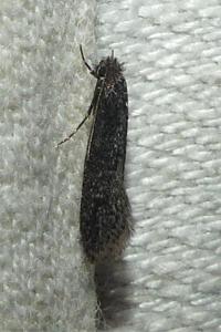 <i>Elatobia fuliginosella</i>