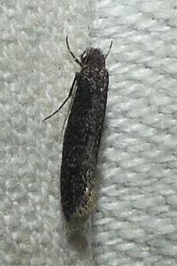 <i>Elatobia fuliginosella</i>