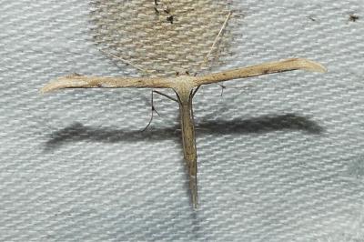 <i>Emmelina argoteles/monodactyla</i>