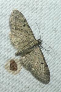 <i>Eupithecia virgaureata</i>