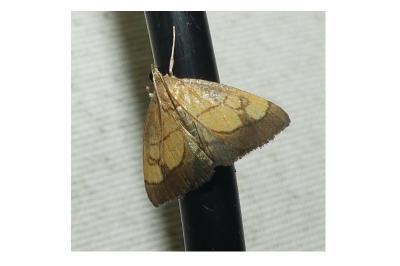 <i>Evergestis limbata</i>