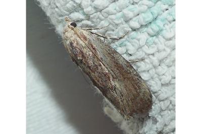 <i>Galleria mellonella</i>
