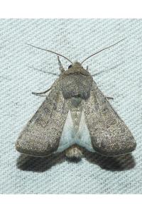 <i>Hoplodrina ambigua</i>