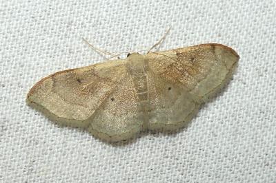 <i>Idaea degeneraria</i>