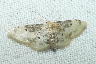 <i>Idaea filicata</i>