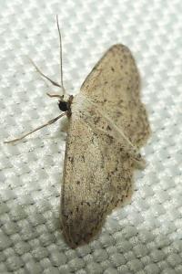 <i>Idaea seriata</i>