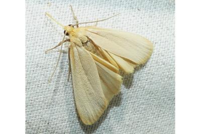<i>Katha depressa</i>