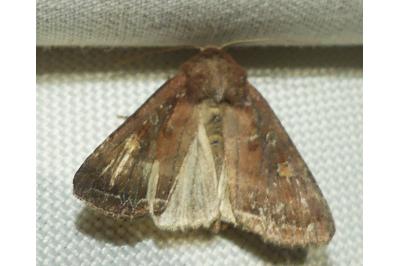 <i>Lacanobia oleracea</i>