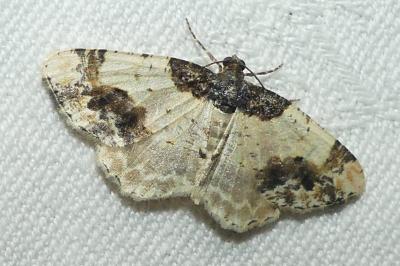 <i>Ligdia adustata</i>