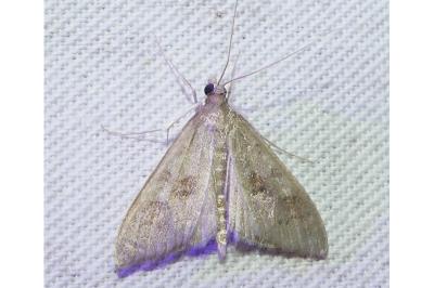 <i>Mecyna asinalis</i>