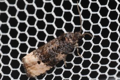 <i>Metendothenia atropunctana</i>