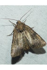 <i>Mesapamea secalella/secalis</i>