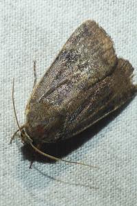 <i>Noctua janthe</i>