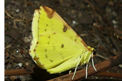 <i>Opisthograptis luteolata</i>