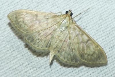 <i>Patania ruralis</i>