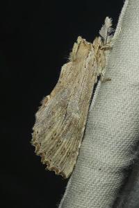 <i>Pterostoma palpina</i>