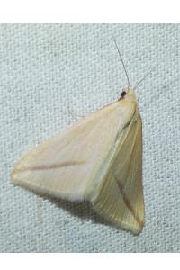 <i>Rhodometra sacraria</i>