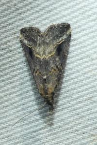 <i>Schrankia costaestrigalis</i>