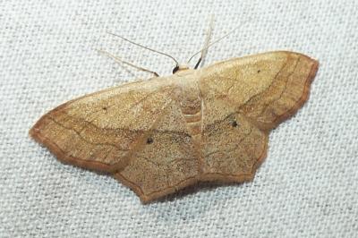 <i>Scopula imitaria</i>