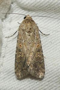 <i>Spodoptera exigua</i>