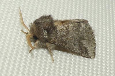 <i>Thaumetopoea processionea</i>