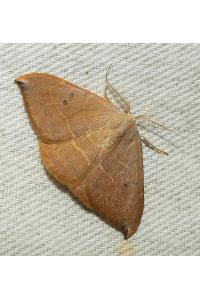 <i>Watsonalla uncinula</i>