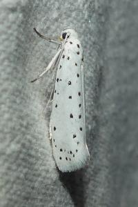<i>Yponomeuta</i>