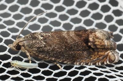 <i>Cydia splendana</i>
