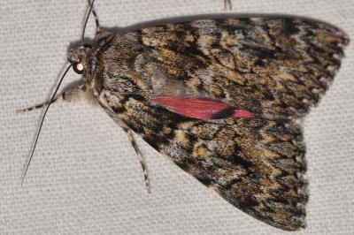 <i>Catocala promissa</i>