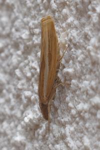 <i>Agriphila tristella</i>