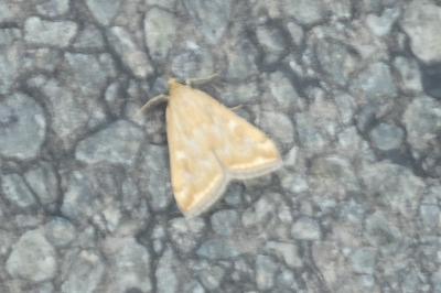 <i>Loxostege sticticalis</i>