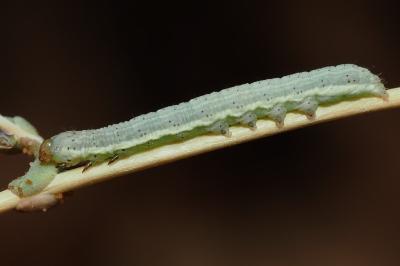 <i>Hecatera dysodea</i>