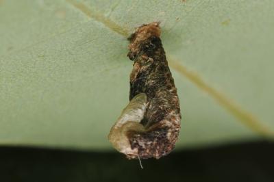 <i>Coleophora ibipennella</i>