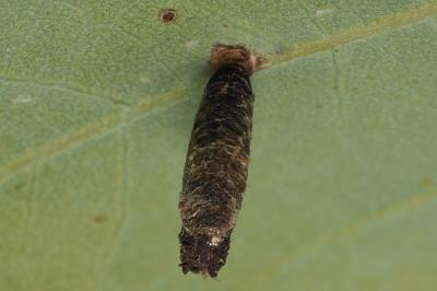 <i>Coleophora ibipennella</i>