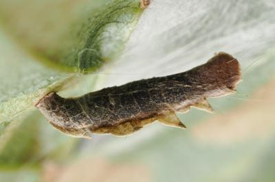 <i>Coleophora</i>