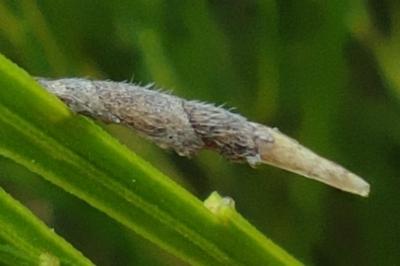 <i>Coleophora calycotomella</i>