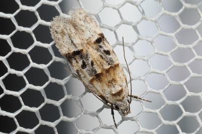 <i>Altenia scriptella</i>