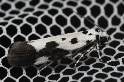 <i>Ethmia quadrillella</i>