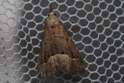 <i>Schrankia taenialis</i>